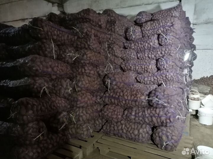 Картофель