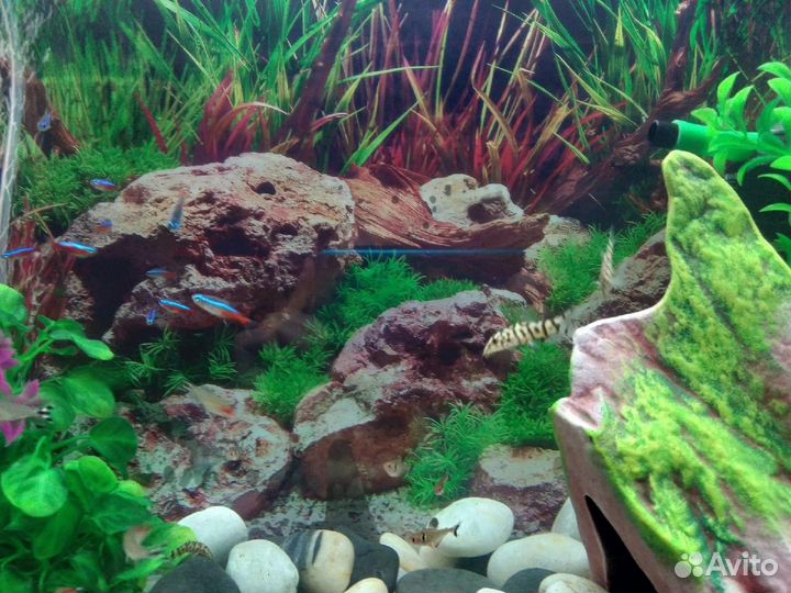 Аквариум с рыбами