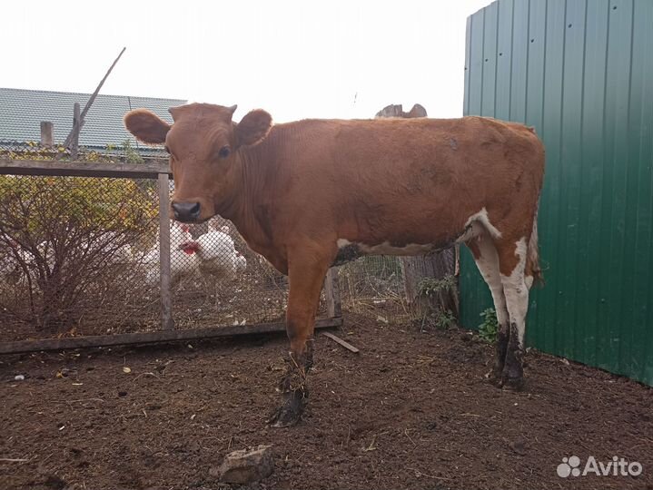 Продажа телят
