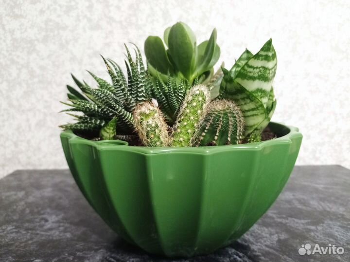 Комнатные домашние растения