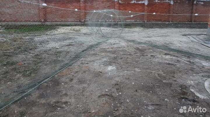 Раколовка двухкрылая