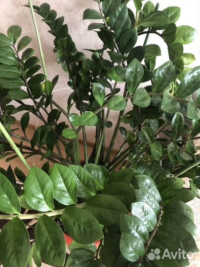 Замиокулькас