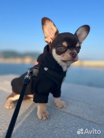 Одежда для собак кошек тостовка