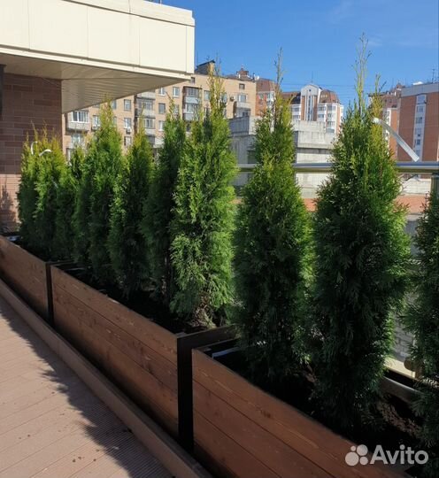 Кадка кашпо для растений из массива дерева