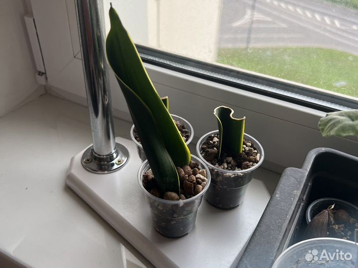 Сансивиерия сортовая