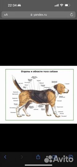 Ветеринарный врач на дом