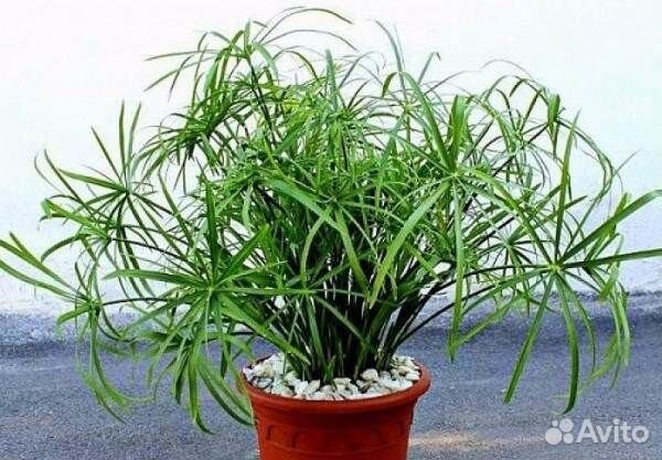 Циперус папирус