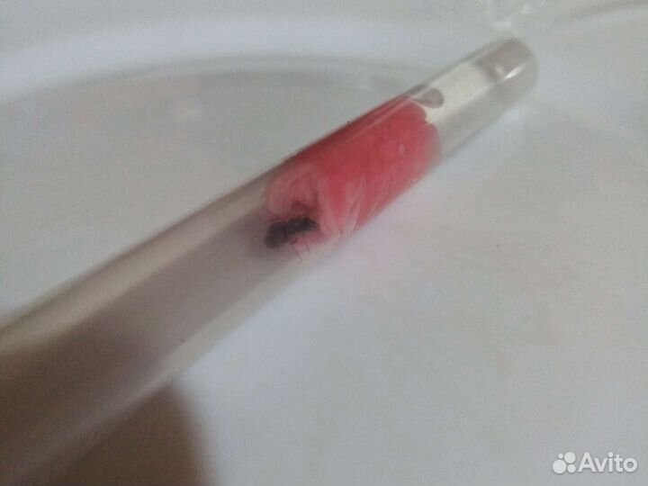 Формикарий, матка, муравьинная ферма, муравьи