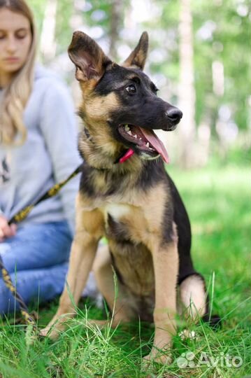 Маоышка Дафна ищет дом