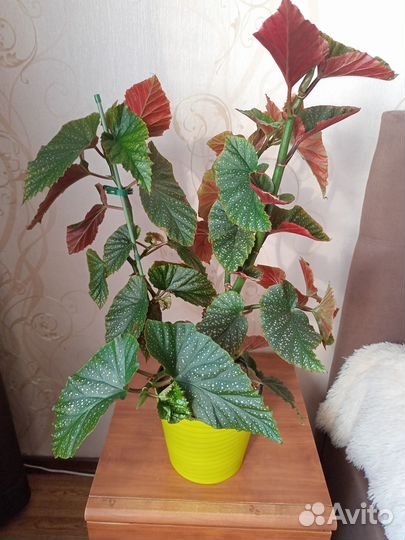 Комнатные цветы