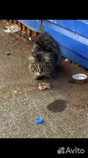 Котейка на улице
