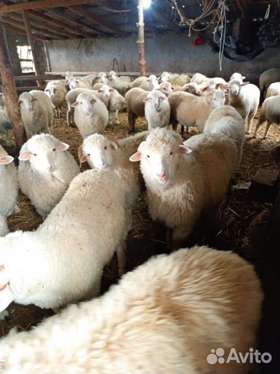 Овцы бараны ягнята в дагестане