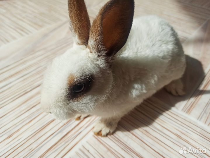 Кролики декоративные