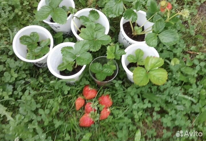 Рассада клубники закрытая корневая