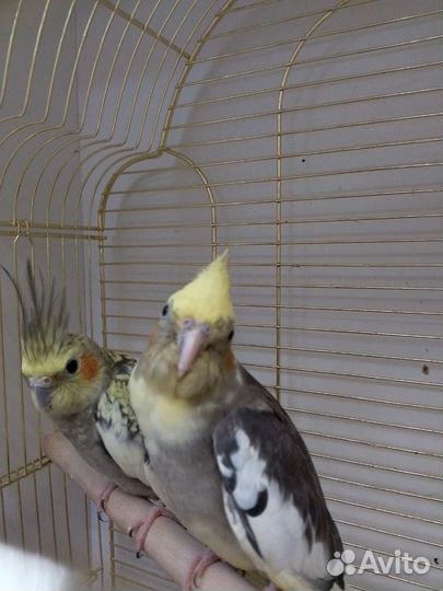 Кореллы, Неразлучники, Волнистые попугайчики