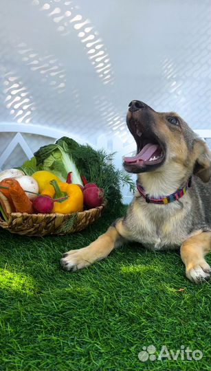 Рыжая малышка с характером и повадками волка, при