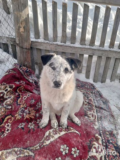 Щенок в добрые руки бесплатно