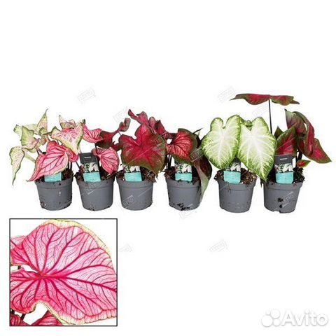 Каладиум микс Caladium mix 30/13