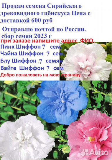 Семена сирийского гибискуса Пинк, Блуе Чиффон