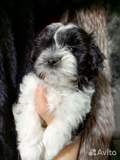 Мальтипу f1 мини девочка