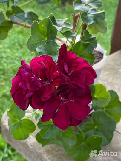 Пеларгония герань плющелистная ампельная