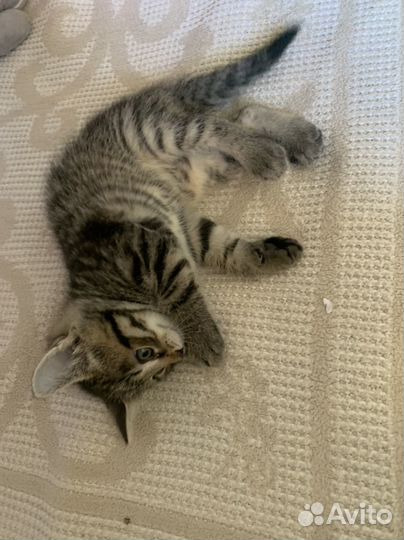 Котята в добрые руки бесплатно