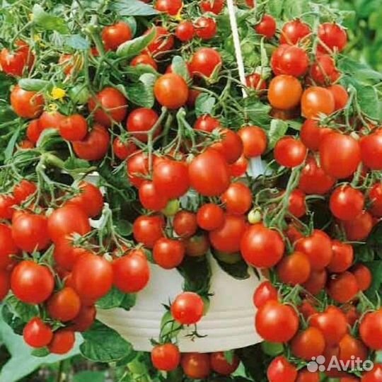 Помидоры для балкона