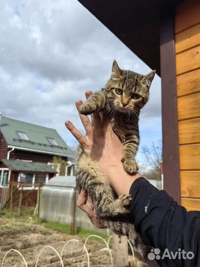 Домашняя кошка