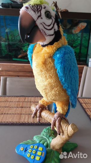 Говорящий попугай ара в натуральный рост