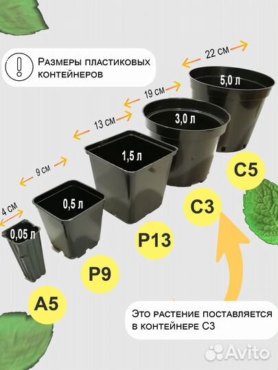 Лиственница европейская, саженец в контейнере С3