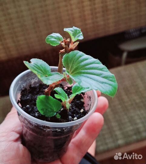 Комнатные растишки