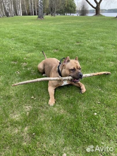 Американский булли вязка кобель
