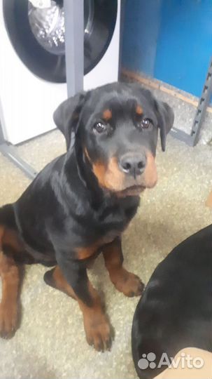 Щенки ротвейлера