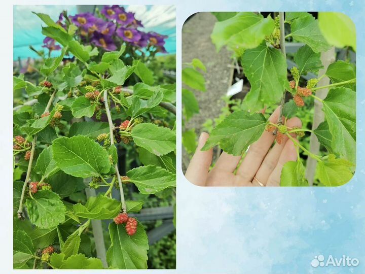 Шелковица плакучая на штамбе, Шелковица шаровидная