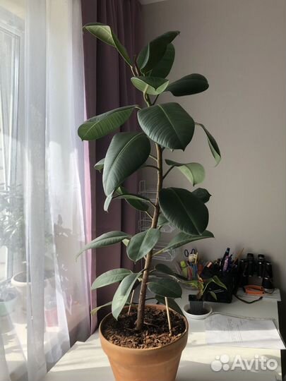 Фикус бенджамина большой