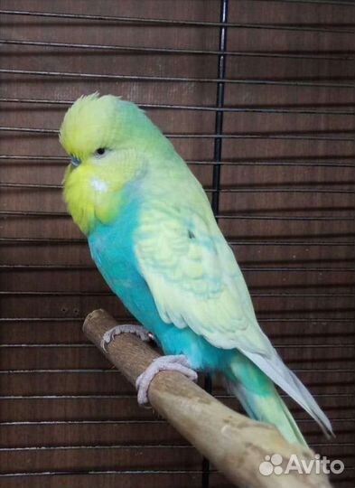 Волнистые попугаи