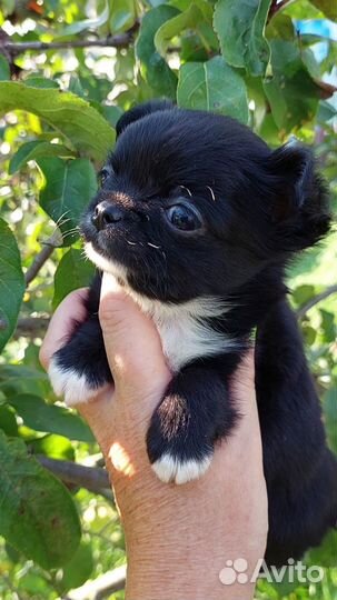 Щенки чихуахуа мини