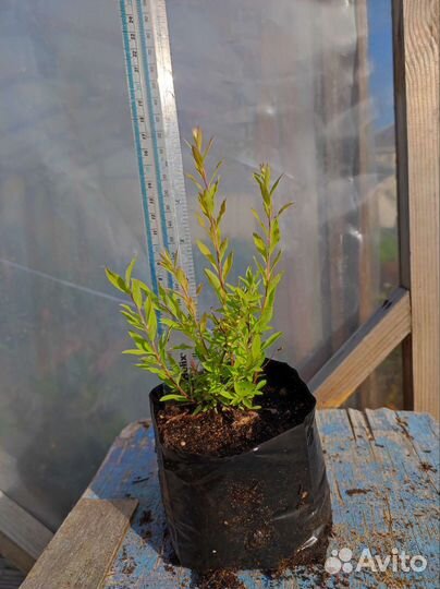 Спирея грефшейм саженцы