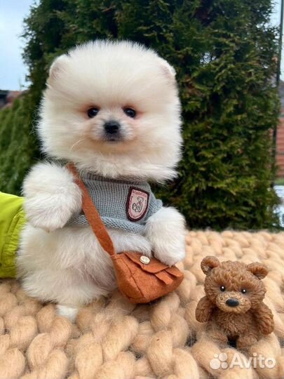 Очаровательный мальчик померанского шпица