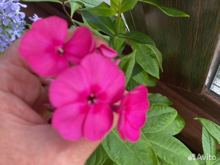 Флокс Блю парадиз и др