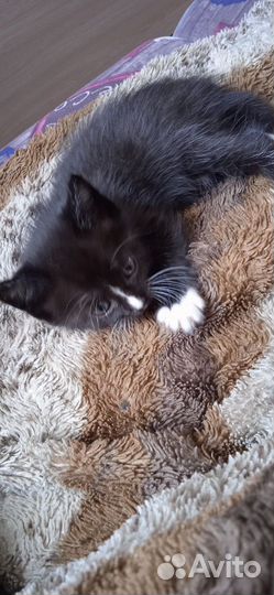 Отдам котят