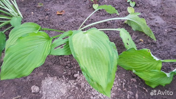 Цветы для сада. Многолетние растения