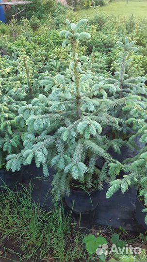 Ель Энгельмана (glauca)