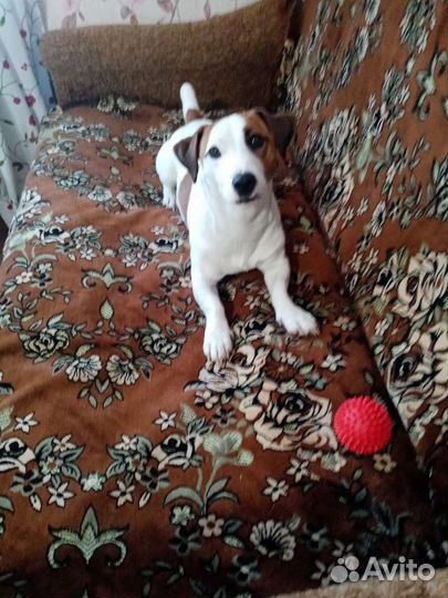 Вязка Джек рассел мальчик