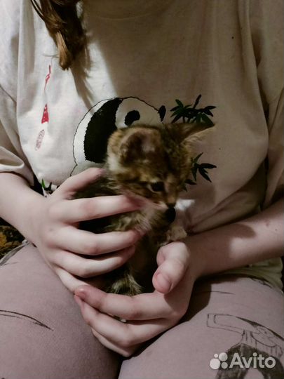 Отдаём котёнка в добрые руки