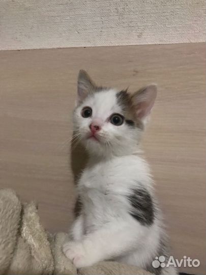 Котёнка отдам даром