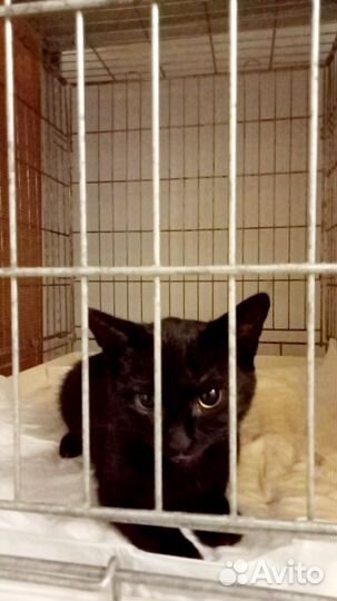 Чёрному коту Афоне негде жить