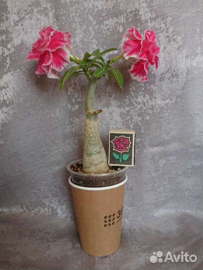 Адениум привитый