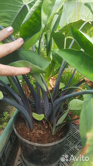 Ксантазома Голубые Гаваи