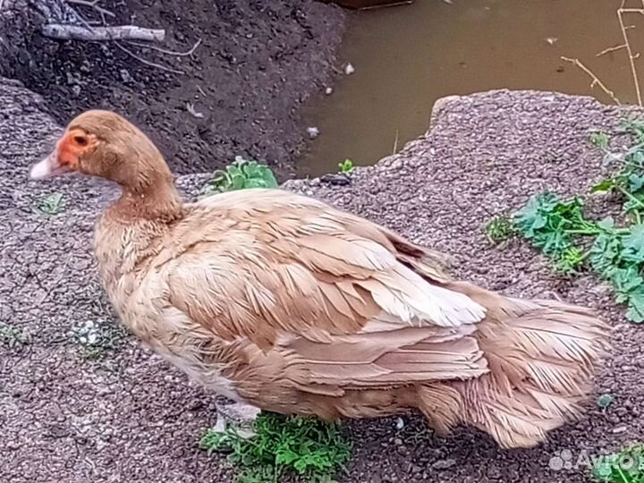 Яйцо для инкубации мускусной утки Красный бык